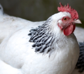 White and black hen