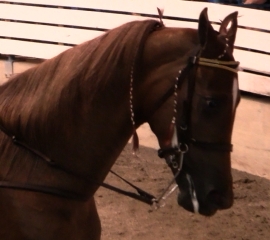 Investigative Video Shows Culture of Cruelty in Walking Horse Industry