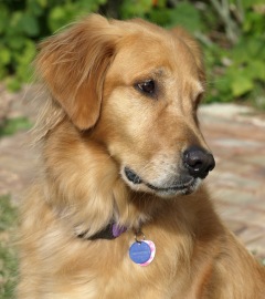 Yogi, 2011 Valor Dog of the Year