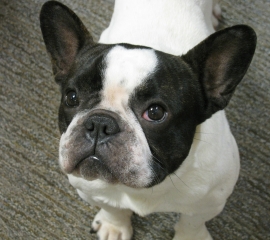 Emma, a French bulldog adopted after a N.C. puppy mill rescue