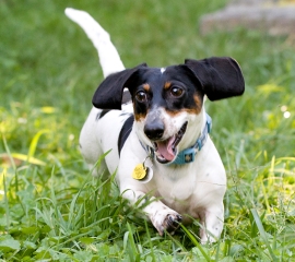 Rudy, a dachshund rescued from a West Virginia puppy mill