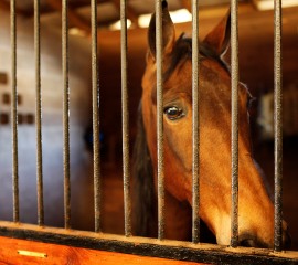Abuses Are Rampant in Tennessee Walking Horse Industry