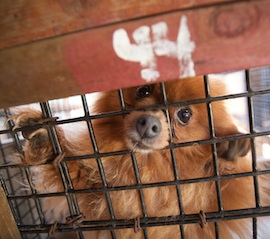 Turning the Tide Against Puppy Mills