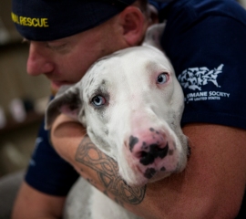 Texas pit bull rescue - great Dane