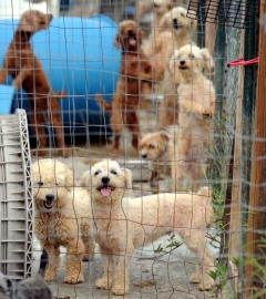 Saving More than 70 Dogs from Misery in Mississippi