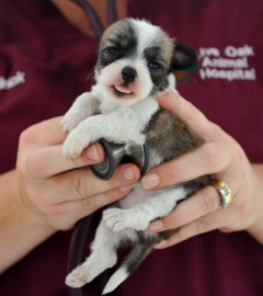 A rescued puppy being examined by a veterinarian