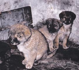 1990s dog and cat fur investigation in China