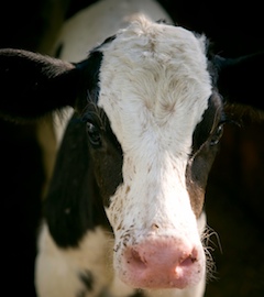 Time to End Painful Tail Docking for Dairy Cows
