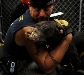 A Dogfighting Victim’s Tragic Story Spreads the Message of Combating Cruelty