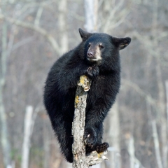 Black bear in tree