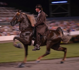 Tennessee walking horse at the Celebration