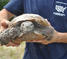 Gopher tortoise being removed from planned construction site in Florida