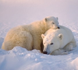 Reckless Bill in Congress Would Harm Polar Bears and the Environment