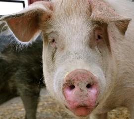 Pig closeup