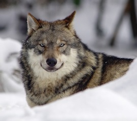 Speaking Up to Protect Gray Wolves
