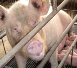 Nursing sow in crate in China