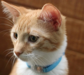 Orange cat named Ella with collar