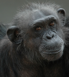 A Super Bowl Without Chimps: It’s About Time