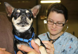 dog examined at prior clinic