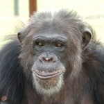 270x240 black beauty chimp - credit chad sisneros