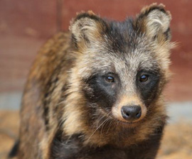 For Real: Sears Says ‘No” to Real Fur
