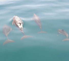 Dolphins in Venezuela