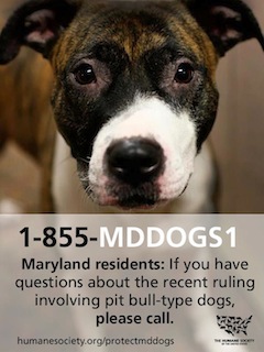 Help Protect Dogs in Maryland