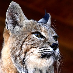 Bobcat at the Fund for Animals Wildlife Center