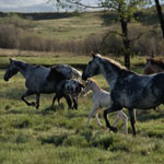 150x150-wild-horses-stock