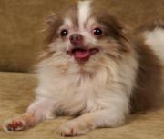 Internet Star Turn for Billy, Rescued Puppy Mill Chihuahua
