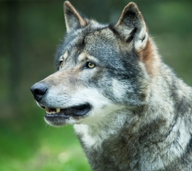 270x240 wolf gray istockphoto