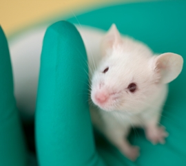 A Scientific Indictment of Animal Research and Testing