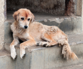 Bhutan street dog