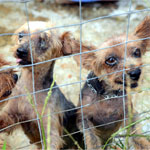 150x150-MS-puppy-mill-rescue---Chuck-Cook-for-The-HSUS