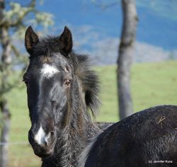 Improving Welfare for Wild, Companion and Working Equines in 2012