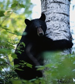 240x270 black bear in tree - stock
