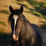Message to Oklahoma Lawmakers: No Future in Horse Slaughter Business