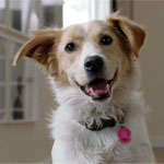 NBC Today Show Puts Spotlight on Pet Adoption
