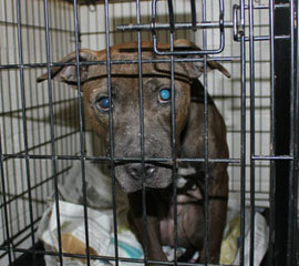 Rescued-dogfighting-pasquotank-co