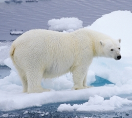 Polar Bears Denied Protection at CITES