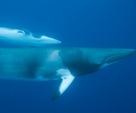 Minke whale with calf