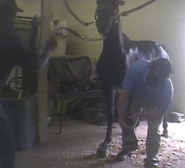 Ag-Gag, Horse Soring, Animal Care Expo Converge in Tennessee