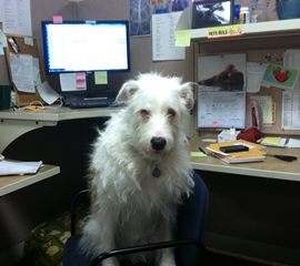 Falkor, HSUS office dog