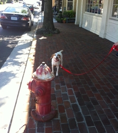 At a fire hydrant in Middleburg