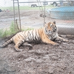 Big Cats and Other Exotic Animals Rescued in Kansas
