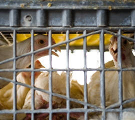 Hope for Hens in India