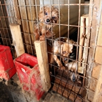 Puppy Mill Horror Uncovered in Mississippi