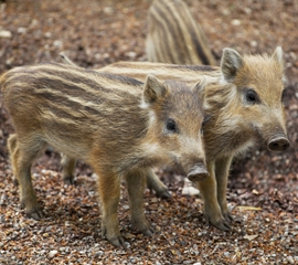 Wild piglets