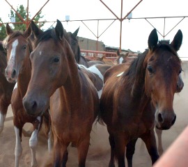 Horse slaughter transport