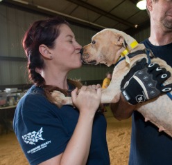 HSUS Helps Lead 2nd Largest Ever Dogfighting Raid